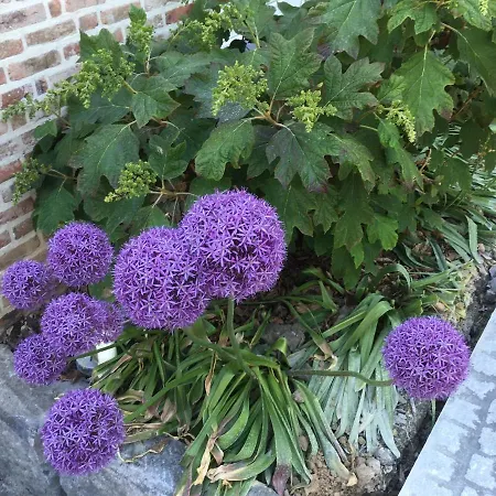 Wisteria Bed & Breakfast 3*